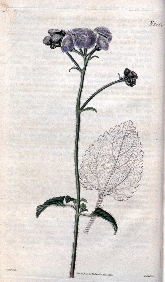 Curtis's botanical magazine. London ; New York [etc.] :Academic Press [etc.]. | "Botanical illustration" Botany Periodicals "Pictorial works" "Plants, Ornamental"  | Vintage Print Reproduction 455734