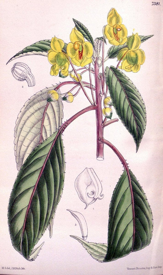 Curtis's botanical magazine. London ; New York [etc.] :Academic Press [etc.]. | "Botanical illustration" Botany Periodicals "Pictorial works" "Plants, Ornamental"  | Vintage Print Reproduction 455735