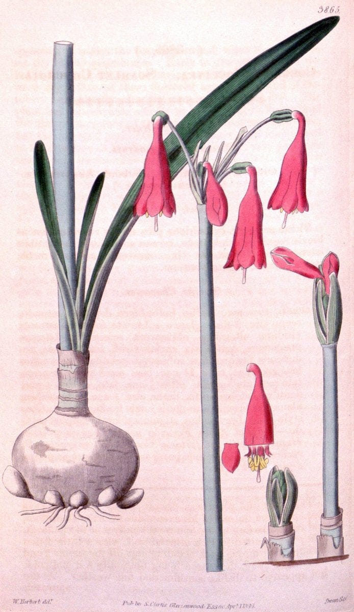 Curtis's botanical magazine. London ; New York [etc.] :Academic Press [etc.]. | "Botanical illustration" Botany Periodicals "Pictorial works" "Plants, Ornamental"  | Vintage Print Reproduction 455736