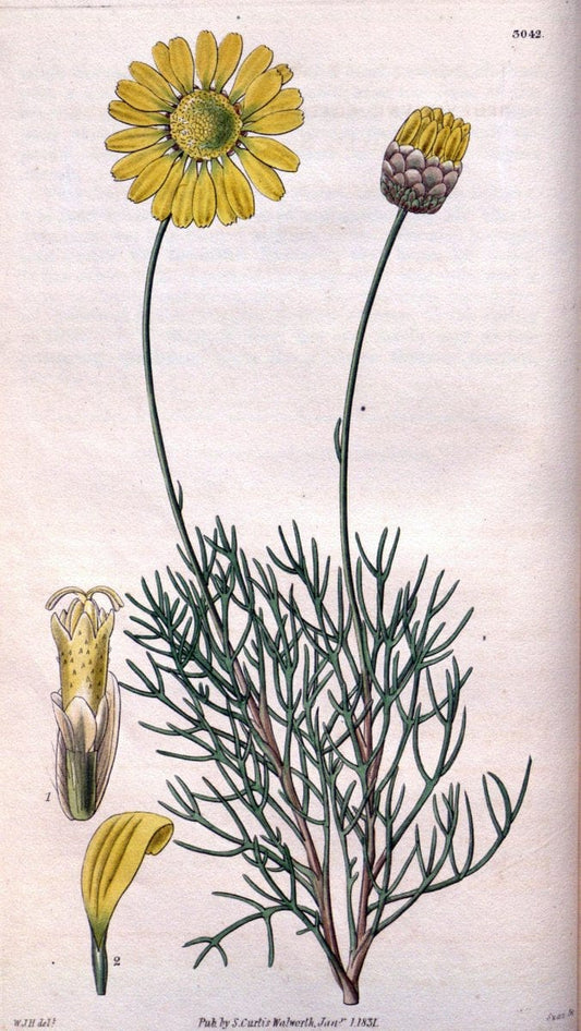 Curtis's botanical magazine..London ;New York [etc.] :Academic Press [etc.]. |  | Vintage Print Reproduction 455737
