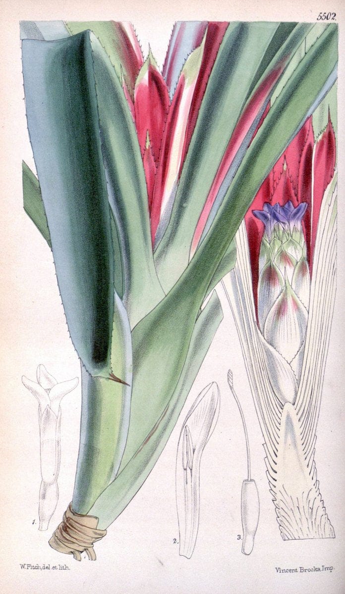 Curtis's botanical magazine..London ;New York [etc.] :Academic Press [etc.]. |  | Vintage Print Reproduction 455738