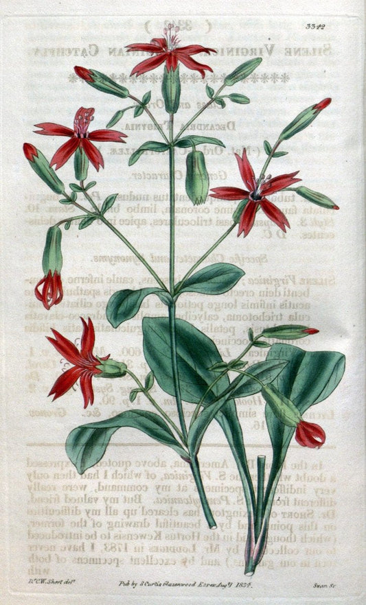 Curtis's botanical magazine..London ;New York [etc.] :Academic Press [etc.]. |  | Vintage Print Reproduction 455739