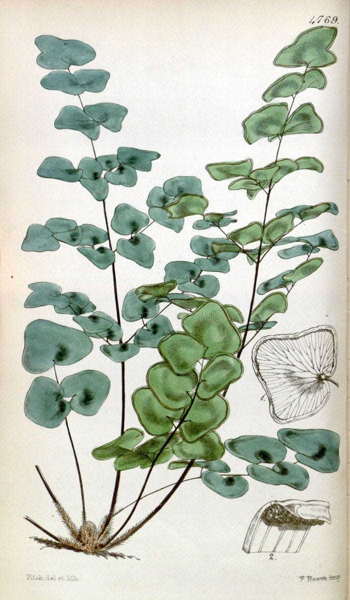 Curtis's botanical magazine. London ;New York [etc.] :Academic Press [etc.]. | Botany Periodicals "Pictorial works"  | Vintage Print Reproduction 455740