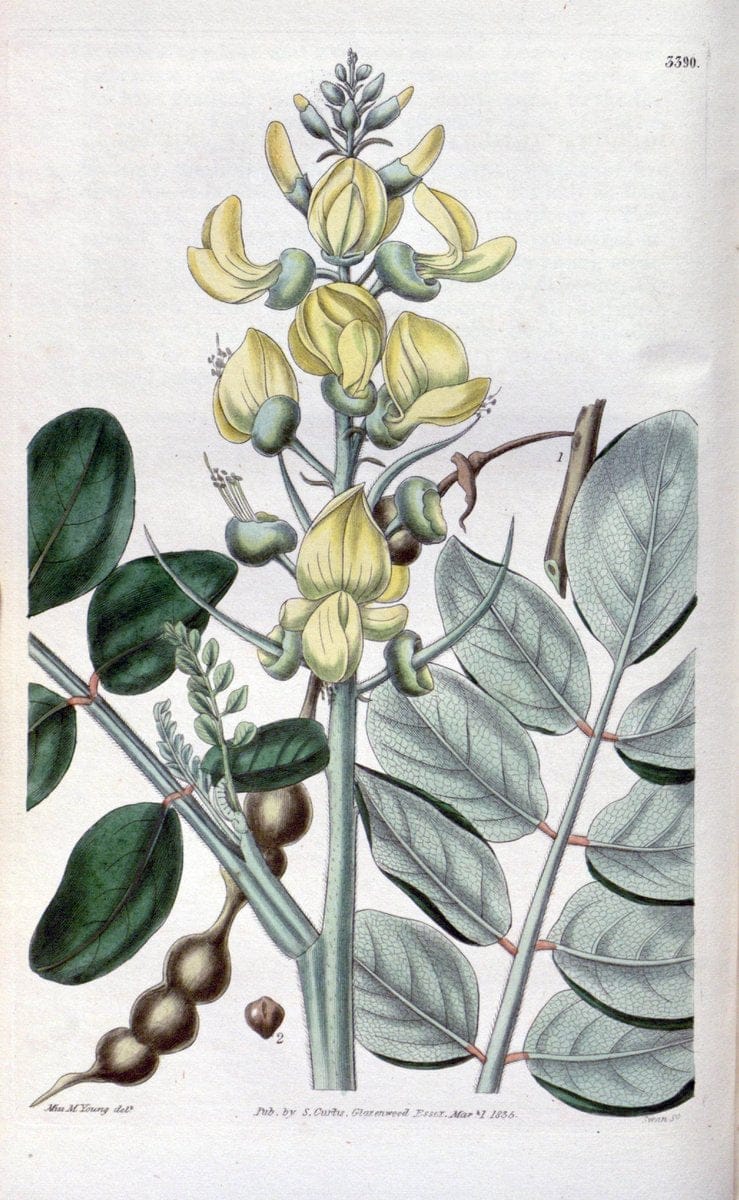 Curtis's botanical magazine. London ;New York [etc.] :Academic Press [etc.]. | Botany Periodicals "Pictorial works"  | Vintage Print Reproduction 455741