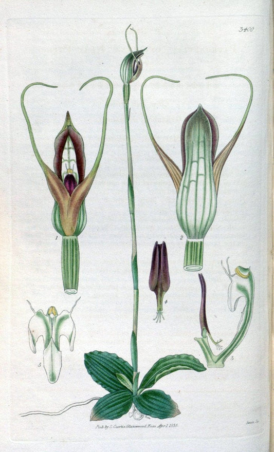Curtis's botanical magazine. London ;New York [etc.] :Academic Press [etc.]. | Botany Periodicals "Pictorial works"  | Vintage Print Reproduction 455742
