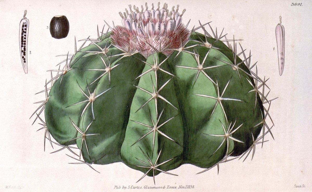 Curtis's botanical magazine. London ;New York [etc.] :Academic Press [etc.]. | Botany Periodicals "Pictorial works"  | Vintage Print Reproduction 455744