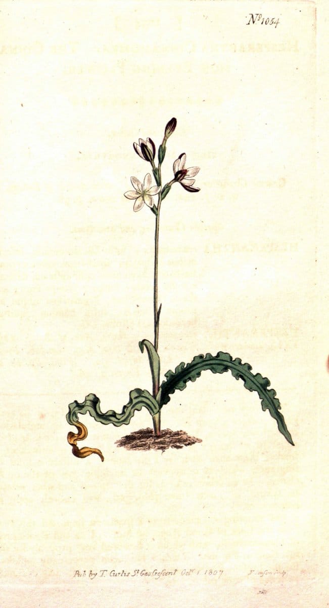 Curtis's botanical magazine. London ;New York [etc.] :Academic Press [etc.]. | Botany Periodicals "Pictorial works"  | Vintage Print Reproduction 455745