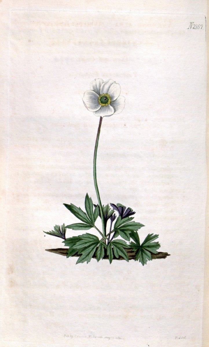 Curtis's botanical magazine. London ; New York [etc.] :Academic Press [etc.]. | "Botanical illustration" Botany Periodicals "Pictorial works" "Plants, Ornamental"  | Vintage Print Reproduction 455746