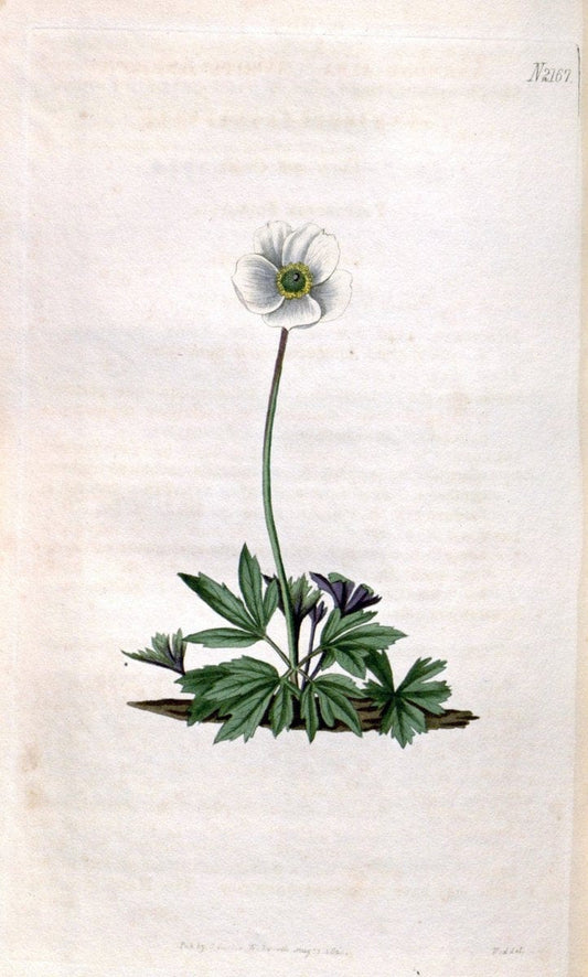 Curtis's botanical magazine. London ; New York [etc.] :Academic Press [etc.]. | "Botanical illustration" Botany Periodicals "Pictorial works" "Plants, Ornamental"  | Vintage Print Reproduction 455746