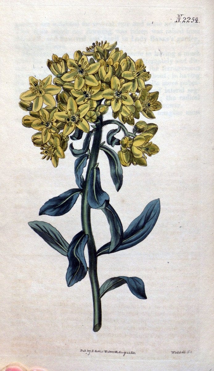 Curtis's botanical magazine. London ; New York [etc.] :Academic Press [etc.]. | "Botanical illustration" Botany Periodicals "Pictorial works" "Plants, Ornamental"  | Vintage Print Reproduction 455747