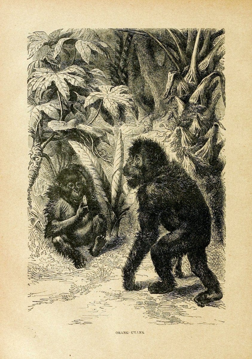 Cassell's natural history. London [etc]Cassell & Company, Limited,1896.  | "Animal behavior" Animals Nomenclature  | Vintage Print Reproduction 455748