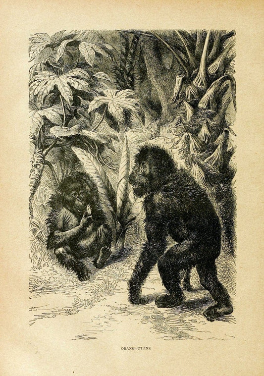Cassell's natural history. London [etc]Cassell & Company, Limited,1896.  | "Animal behavior" Animals Nomenclature  | Vintage Print Reproduction 455748