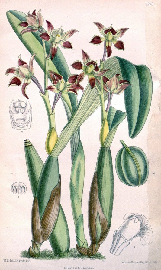 Curtis's botanical magazine. London ; New York [etc.] :Academic Press [etc.]. | "Botanical illustration" Botany Periodicals "Pictorial works" "Plants, Ornamental"  | Vintage Print Reproduction 455749