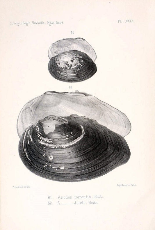 Conchyliologie fluviatile de la province de Nanking et de la Chine centrale /.Paris :Savy,[1875-1885]. | China Mollusks "Nanjing (Jiangsu Sheng)"  | Vintage Print Reproduction 455750