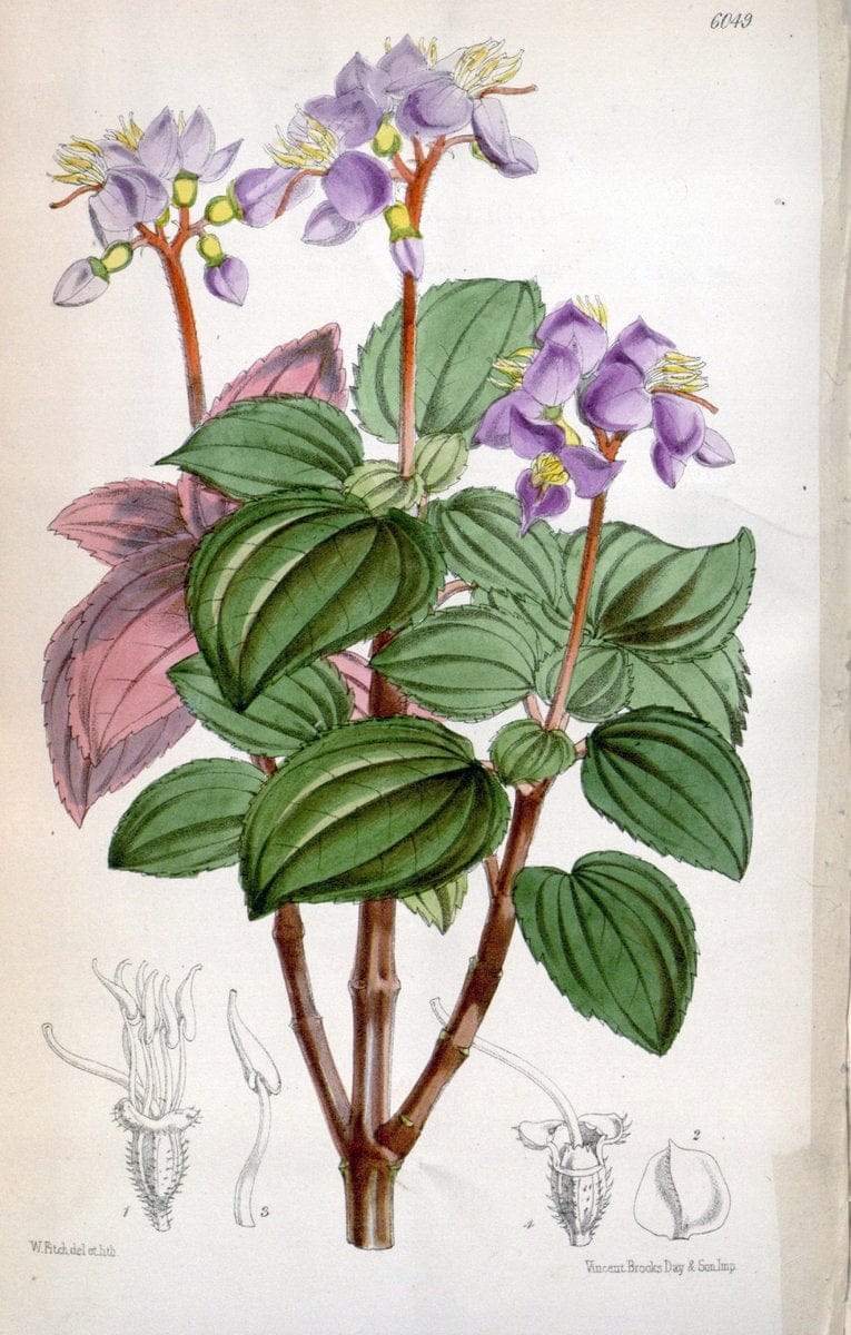 Curtis's botanical magazine. London ; New York [etc.] :Academic Press [etc.]. | "Botanical illustration" Botany Periodicals "Pictorial works" "Plants, Ornamental"  | Vintage Print Reproduction 455751