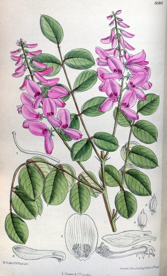 Curtis's botanical magazine. London ; New York [etc.] :Academic Press [etc.]. | "Botanical illustration" Botany Periodicals "Pictorial works" "Plants, Ornamental"  | Vintage Print Reproduction 455754