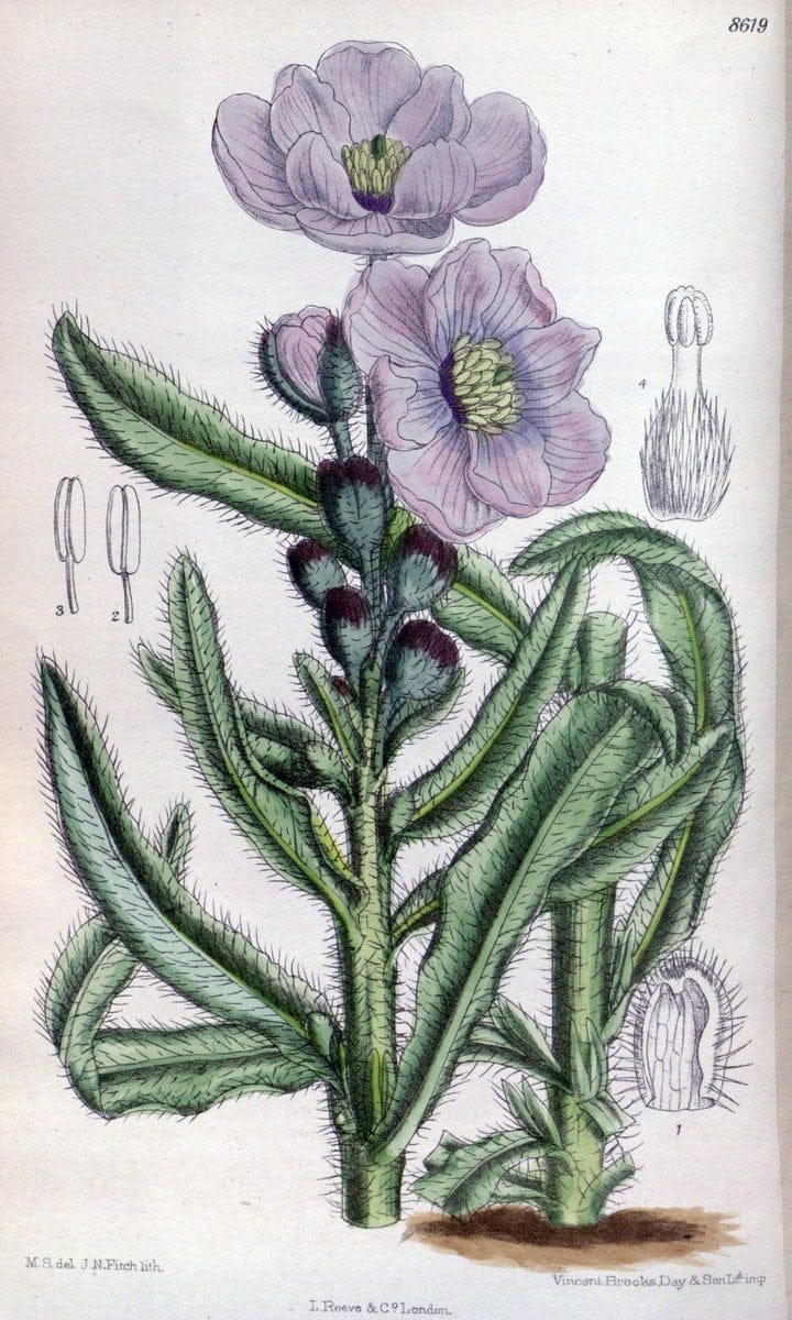 Curtis's botanical magazine. London ; New York [etc.] :Academic Press [etc.]. | "Botanical illustration" Botany Periodicals "Pictorial works" "Plants, Ornamental"  | Vintage Print Reproduction 455755