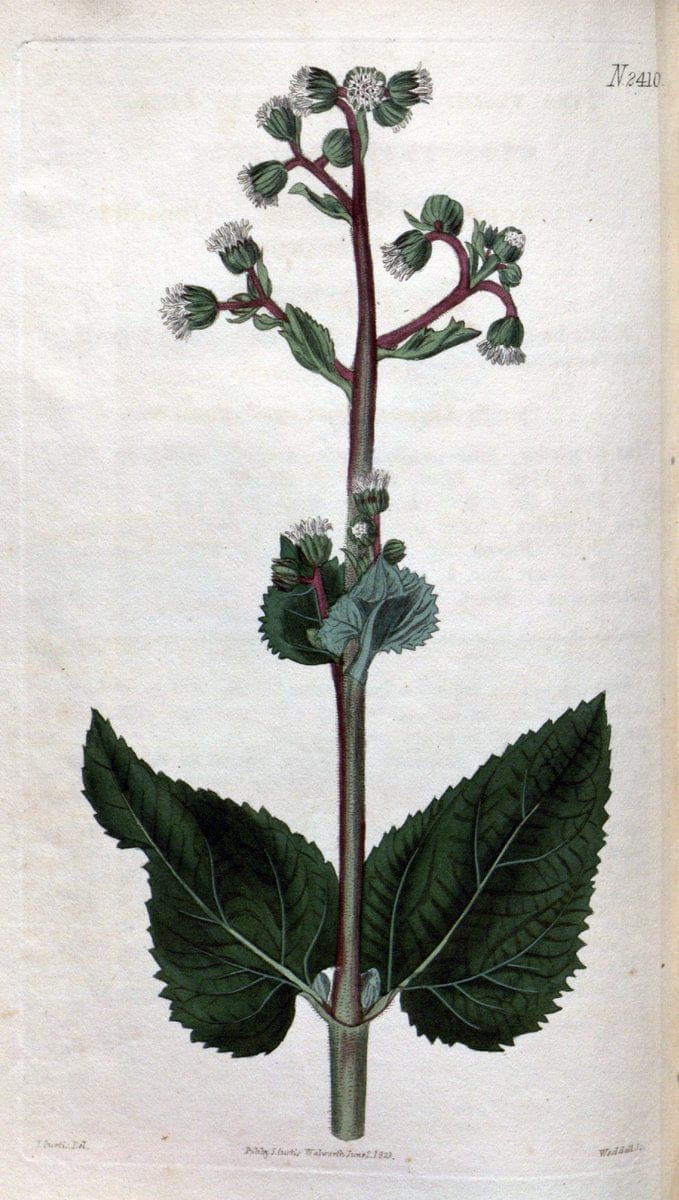 Curtis's botanical magazine. London ; New York [etc.] :Academic Press [etc.]. | "Botanical illustration" Botany Periodicals "Pictorial works" "Plants, Ornamental"  | Vintage Print Reproduction 455756