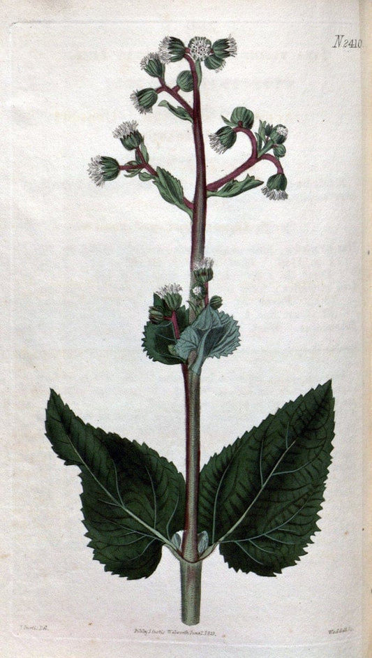 Curtis's botanical magazine. London ; New York [etc.] :Academic Press [etc.]. | "Botanical illustration" Botany Periodicals "Pictorial works" "Plants, Ornamental"  | Vintage Print Reproduction 455756