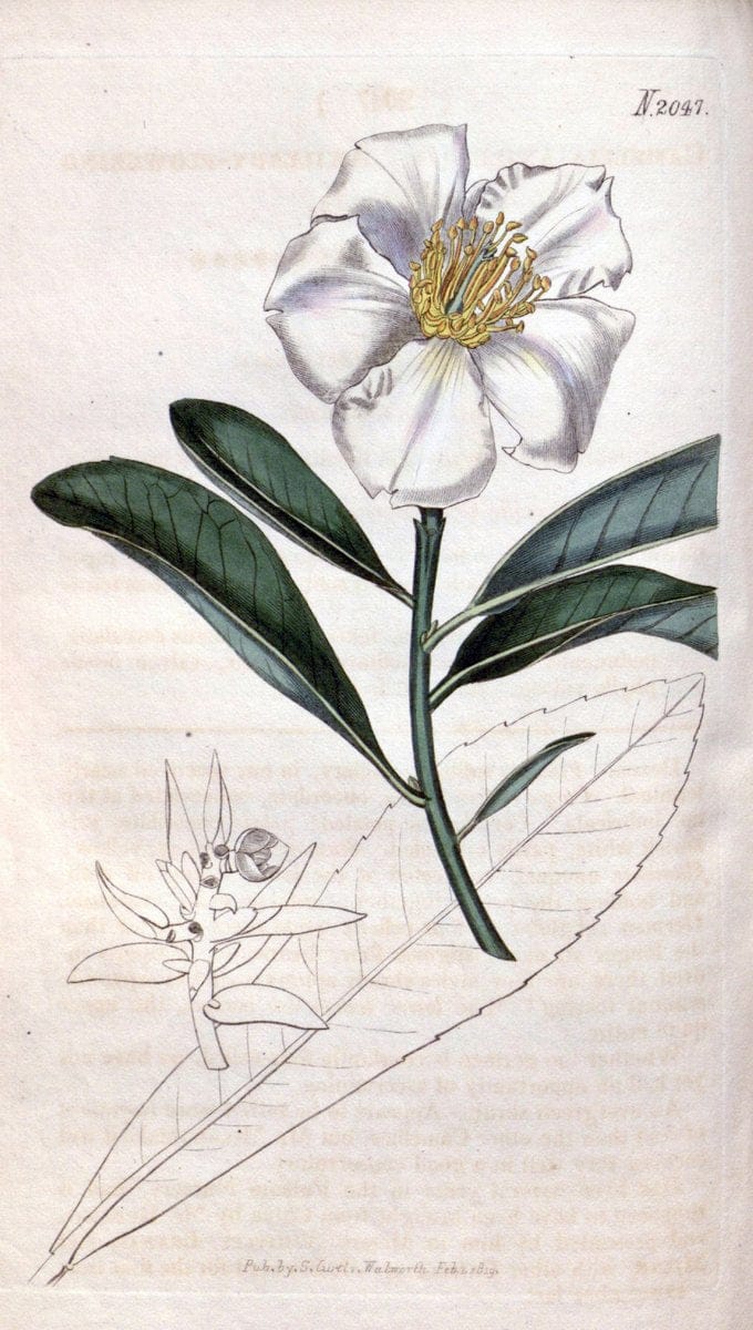 Curtis's botanical magazine. London ; New York [etc.] :Academic Press [etc.]. | "Botanical illustration" Botany Periodicals "Pictorial works" "Plants, Ornamental"  | Vintage Print Reproduction 455757