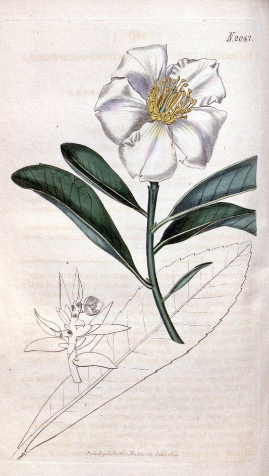 Curtis's botanical magazine. London ; New York [etc.] :Academic Press [etc.]. | "Botanical illustration" Botany Periodicals "Pictorial works" "Plants, Ornamental"  | Vintage Print Reproduction 455757