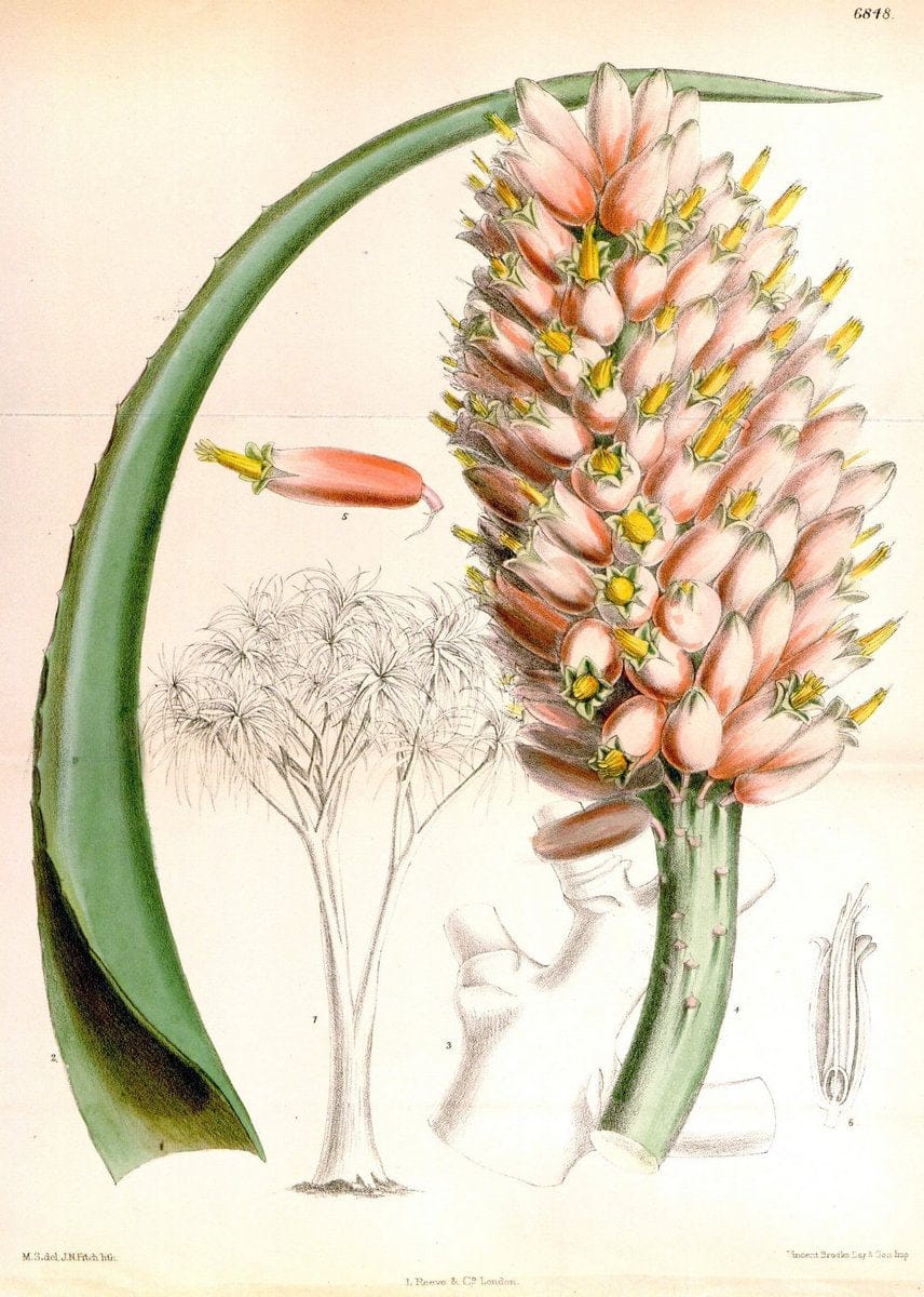 Curtis's botanical magazine. London ; New York [etc.] :Academic Press [etc.]. | "Botanical illustration" Botany Periodicals "Pictorial works" "Plants, Ornamental"  | Vintage Print Reproduction 455758