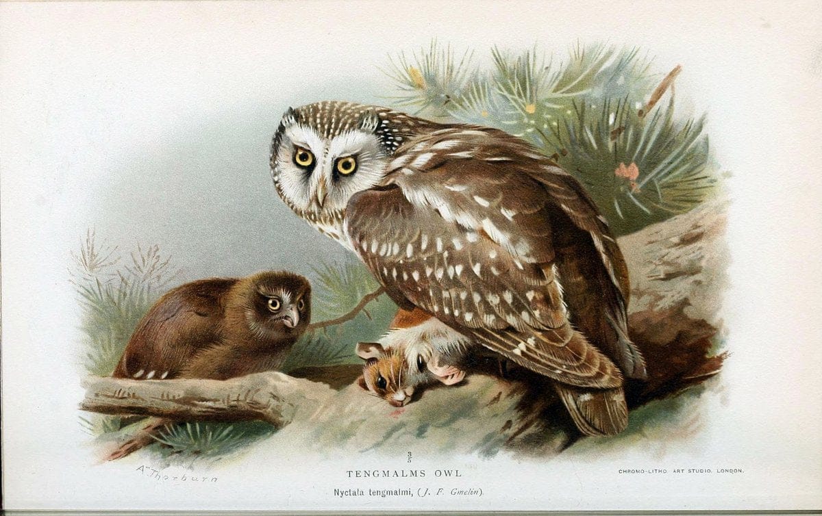 Coloured figures of the birds of the British Islands. v.1London :R. H. Porter,1885-1897. | Vintage Print Reproduction 455759