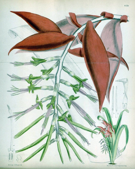 Curtis's botanical magazine. London ; New York [etc.] :Academic Press [etc.]. | "Botanical illustration" Botany Periodicals "Pictorial works" "Plants, Ornamental"  | Vintage Print Reproduction 455761