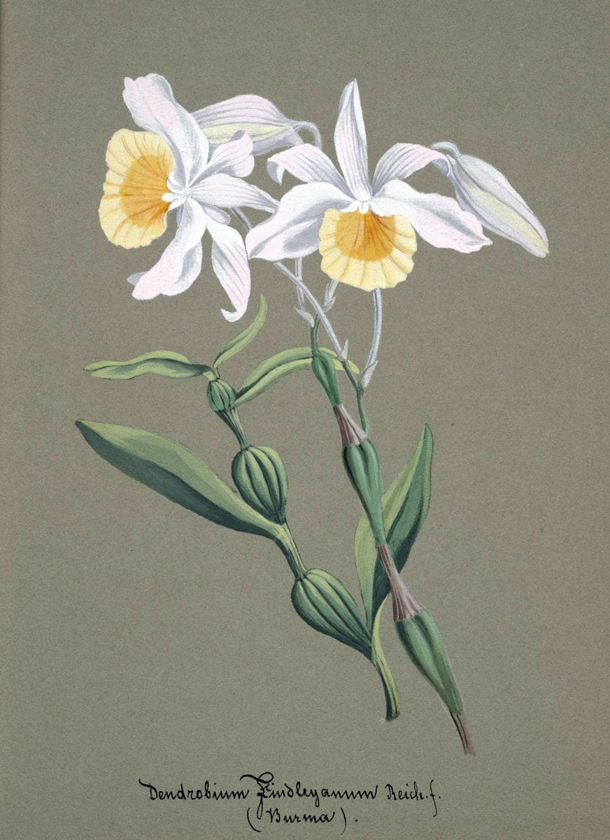 Collection d'orchideÃŒÂes.[S.l. :s.n.,18--]. | "Botanical illustration" Orchidaceae "Orchidaceae in art" "Pictorial works"  | Vintage Print Reproduction 455762