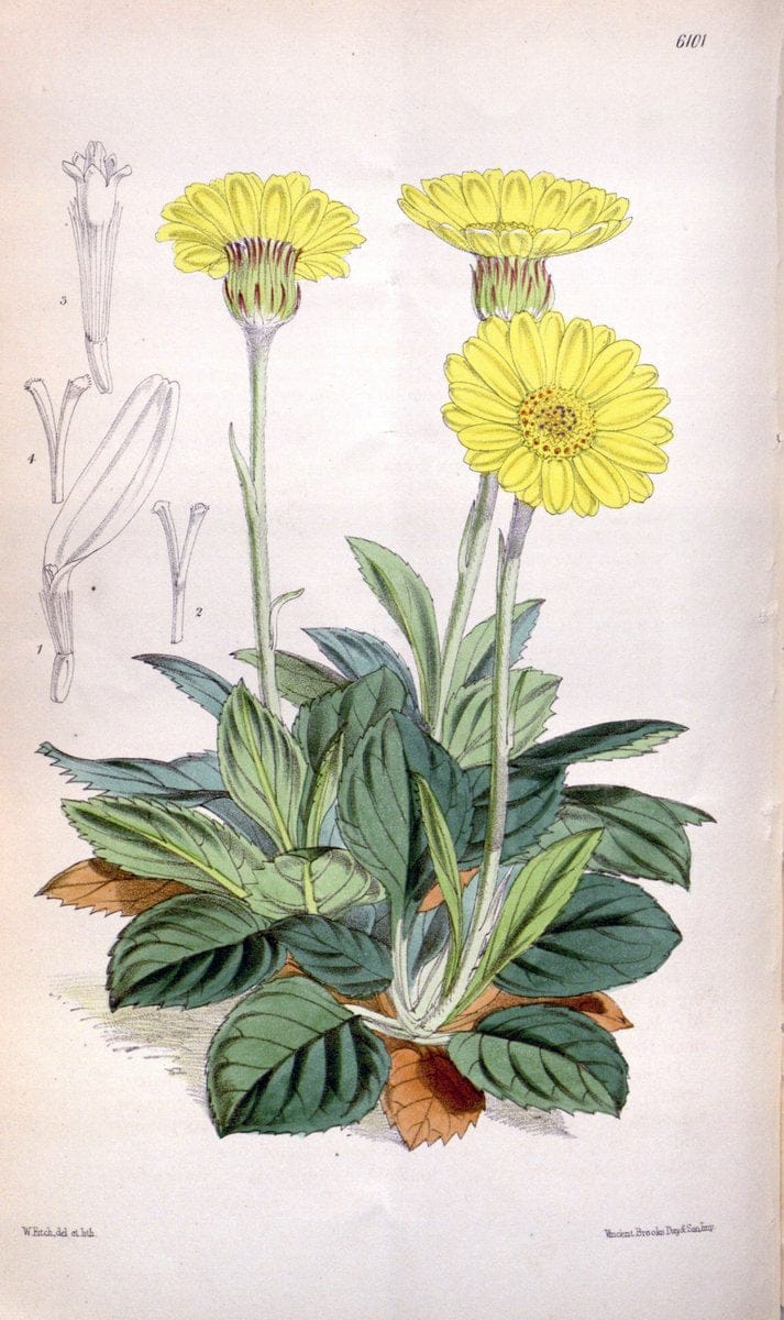 Curtis's botanical magazine. London ; New York [etc.] :Academic Press [etc.]. | "Botanical illustration" Botany Periodicals "Pictorial works" "Plants, Ornamental"  | Vintage Print Reproduction 455763