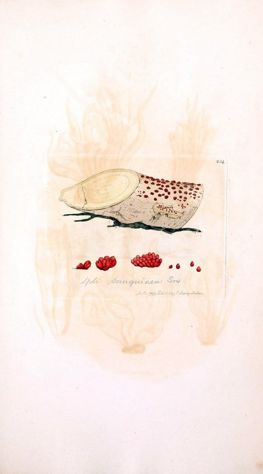 Coloured figures of English fungi or mushrooms. London,Printed by J. Davis,1797-[1809]. | England Mushrooms  | Vintage Print Reproduction 455764