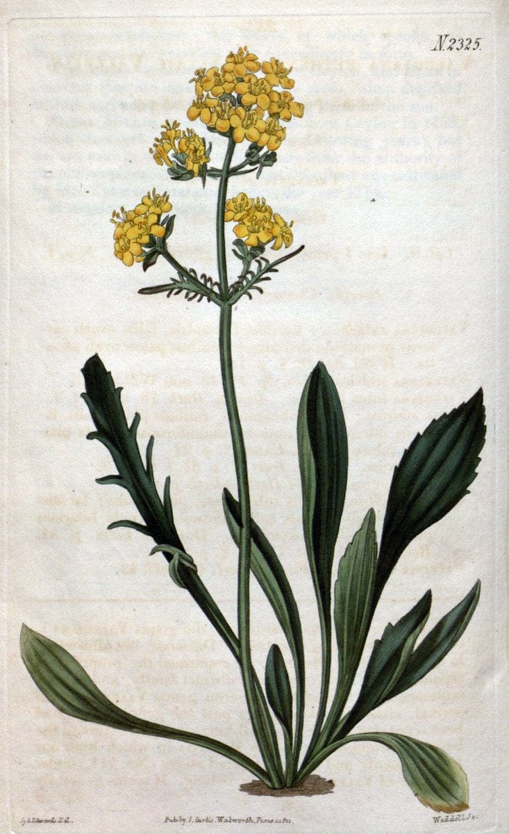 Curtis's botanical magazine. London ; New York [etc.] :Academic Press [etc.]. | "Botanical illustration" Botany Periodicals "Pictorial works" "Plants, Ornamental"  | Vintage Print Reproduction 455765