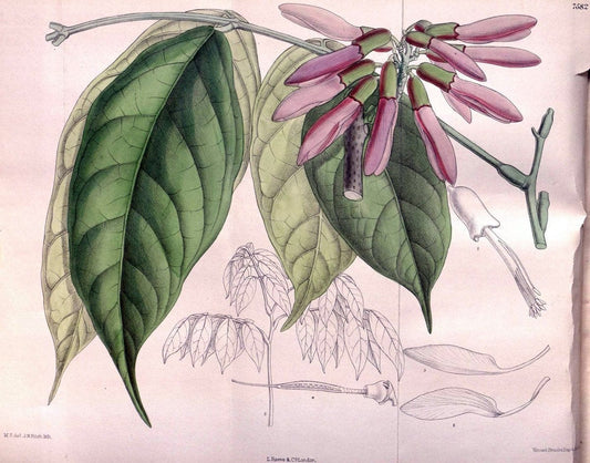 Curtis's botanical magazine. London ; New York [etc.] :Academic Press [etc.]. | "Botanical illustration" Botany Periodicals "Pictorial works" "Plants, Ornamental"  | Vintage Print Reproduction 455766