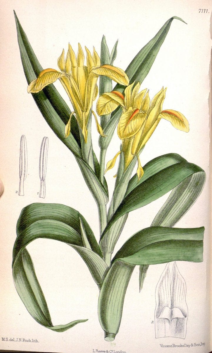 Curtis's botanical magazine. London ; New York [etc.] :Academic Press [etc.]. | "Botanical illustration" Botany Periodicals "Pictorial works" "Plants, Ornamental"  | Vintage Print Reproduction 455767