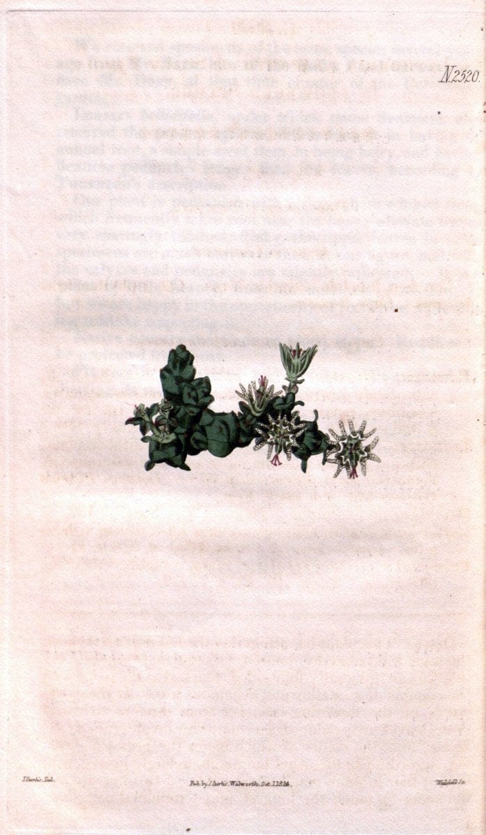 Curtis's botanical magazine. London ; New York [etc.] :Academic Press [etc.]. | "Botanical illustration" Botany Periodicals "Pictorial works" "Plants, Ornamental"  | Vintage Print Reproduction 455768