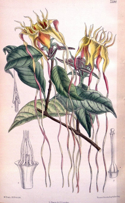 Curtis's botanical magazine. London ; New York [etc.] :Academic Press [etc.]. | "Botanical illustration" Botany Periodicals "Pictorial works" "Plants, Ornamental"  | Vintage Print Reproduction 455769