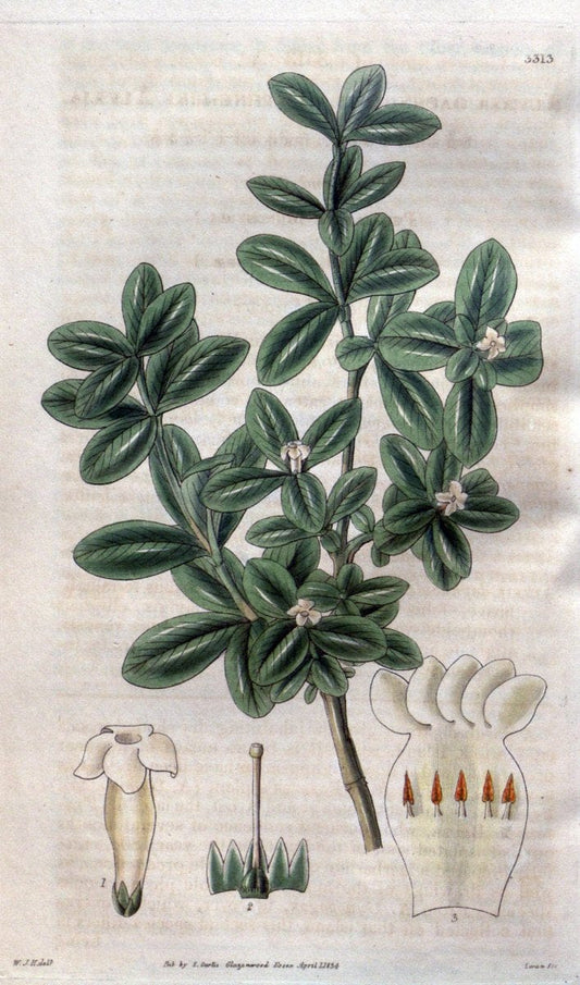 Curtis's botanical magazine..London ;New York [etc.] :Academic Press [etc.]. |  | Vintage Print Reproduction 455770