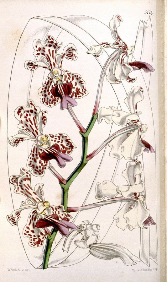 Curtis's botanical magazine. London ;New York [etc.] :Academic Press [etc.]. | Botany Periodicals "Pictorial works"  | Vintage Print Reproduction 455772