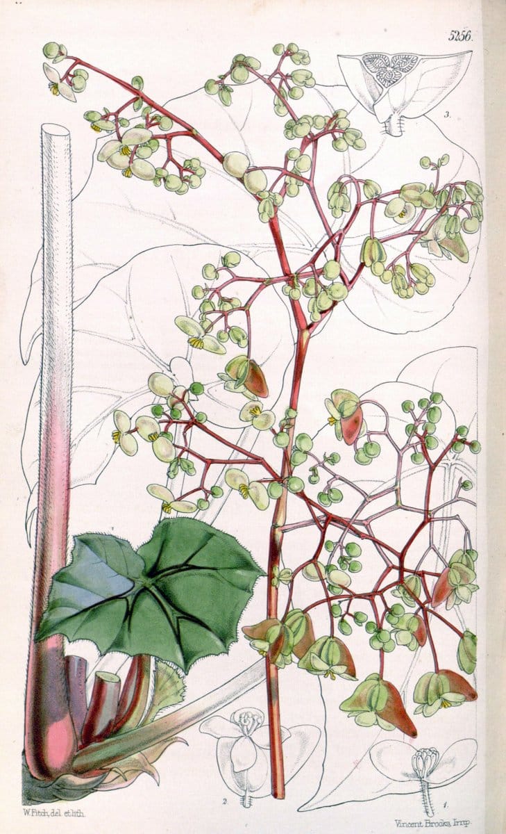 Curtis's botanical magazine. London ; New York [etc.] :Academic Press [etc.]. | "Botanical illustration" Botany Periodicals "Pictorial works" "Plants, Ornamental"  | Vintage Print Reproduction 455773