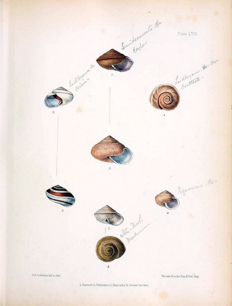 Conchologia indica,.London,1870-1876.. |  | Vintage Print Reproduction 455774