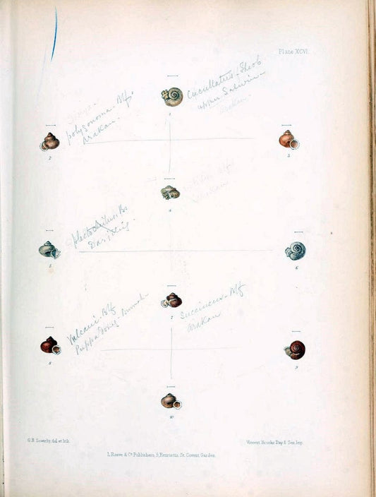 Conchologia indica,.London,1870-1876.. |  | Vintage Print Reproduction 455776