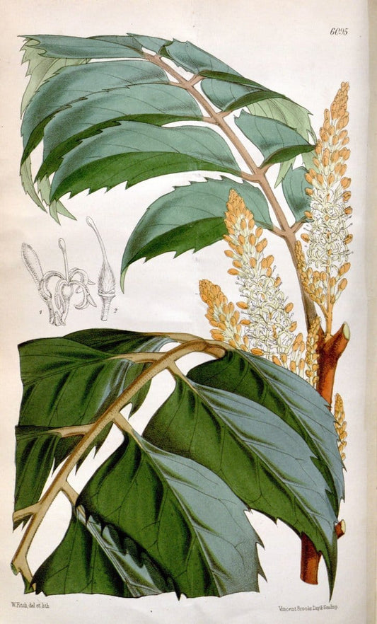 Curtis's botanical magazine. London ; New York [etc.] :Academic Press [etc.]. | "Botanical illustration" Botany Periodicals "Pictorial works" "Plants, Ornamental"  | Vintage Print Reproduction 455777