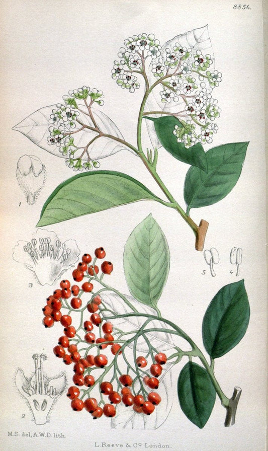 Curtis's botanical magazine. London ; New York [etc.] :Academic Press [etc.]. | "Botanical illustration" Botany Periodicals "Pictorial works" "Plants, Ornamental"  | Vintage Print Reproduction 455778