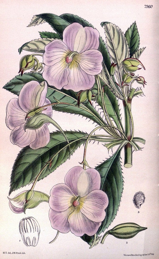 Curtis's botanical magazine. London ; New York [etc.] :Academic Press [etc.]. | "Botanical illustration" Botany Periodicals "Pictorial works" "Plants, Ornamental"  | Vintage Print Reproduction 455779
