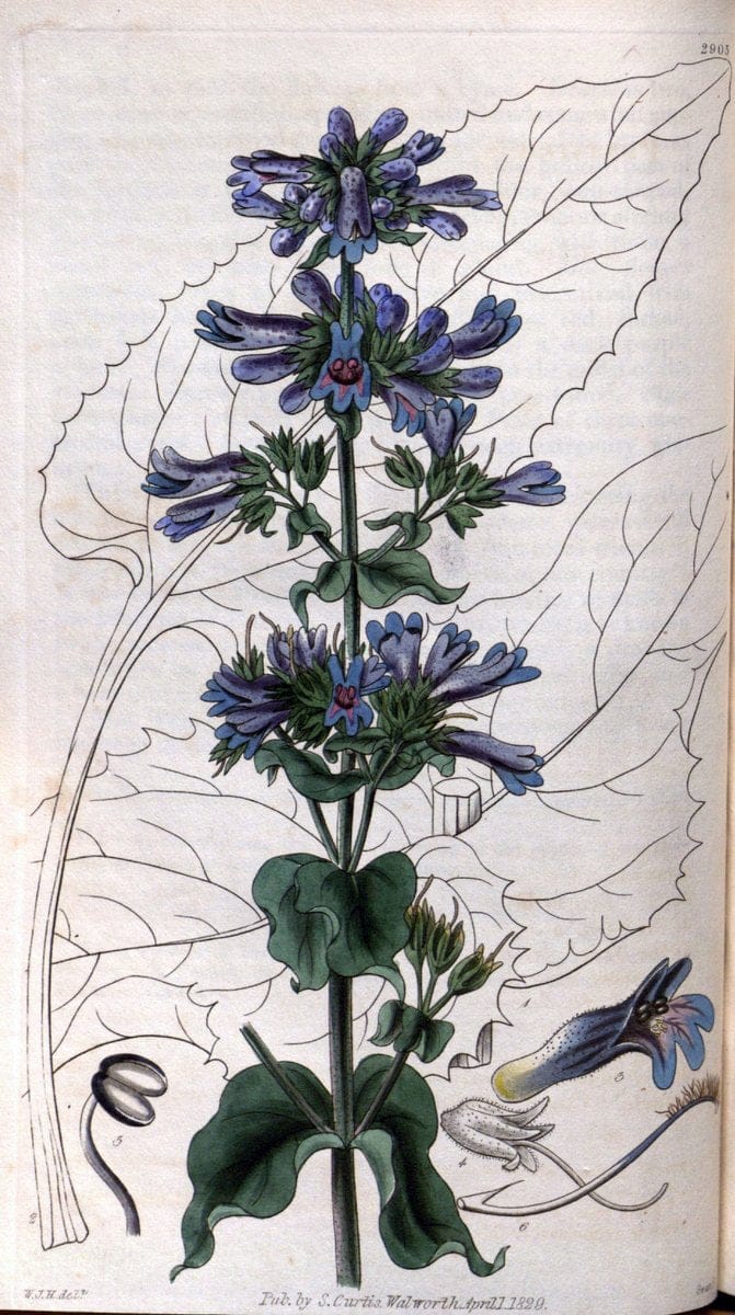 Curtis's botanical magazine. London ; New York [etc.] :Academic Press [etc.]. | "Botanical illustration" Botany Periodicals "Pictorial works" "Plants, Ornamental"  | Vintage Print Reproduction 455780