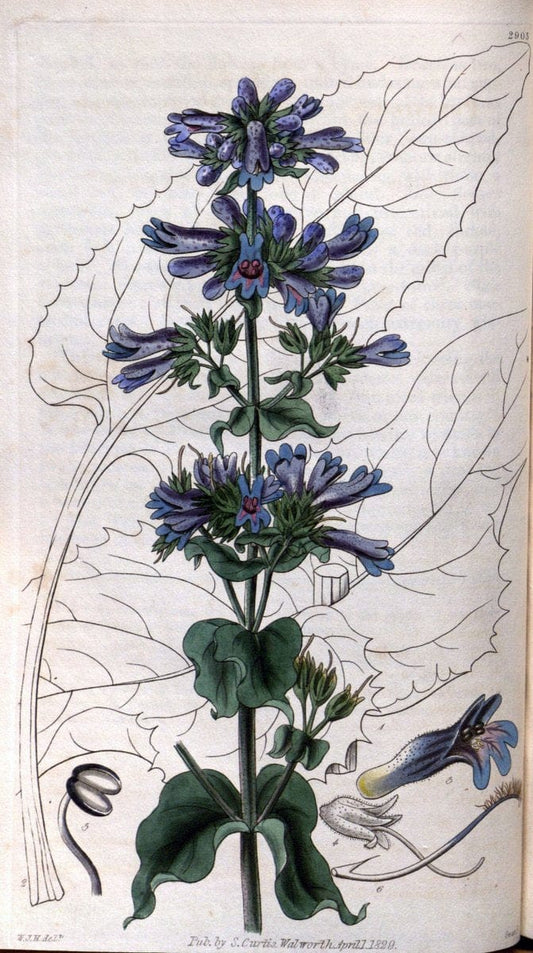 Curtis's botanical magazine. London ; New York [etc.] :Academic Press [etc.]. | "Botanical illustration" Botany Periodicals "Pictorial works" "Plants, Ornamental"  | Vintage Print Reproduction 455780