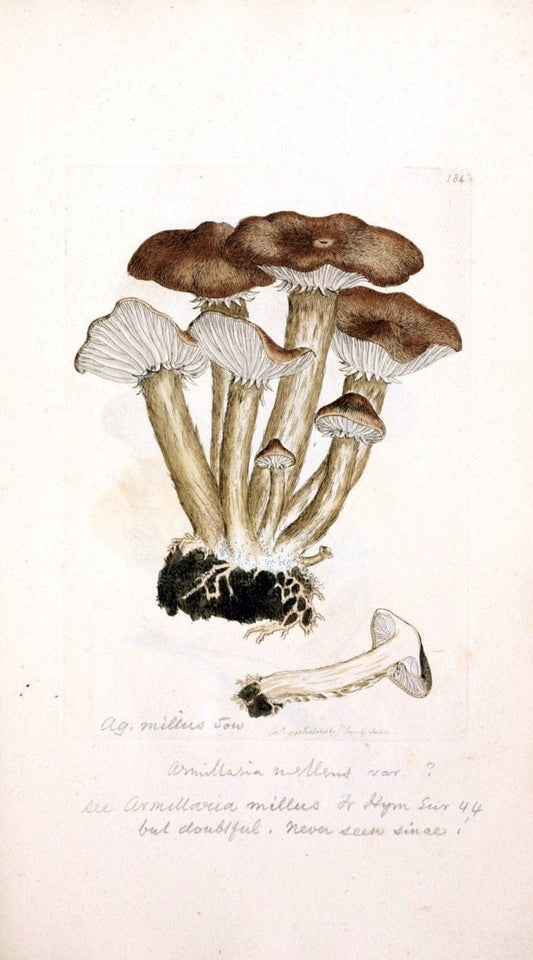 Coloured figures of English fungi or mushrooms. London,Printed by J. Davis,1797-[1809]. | England Mushrooms  | Vintage Print Reproduction 455781