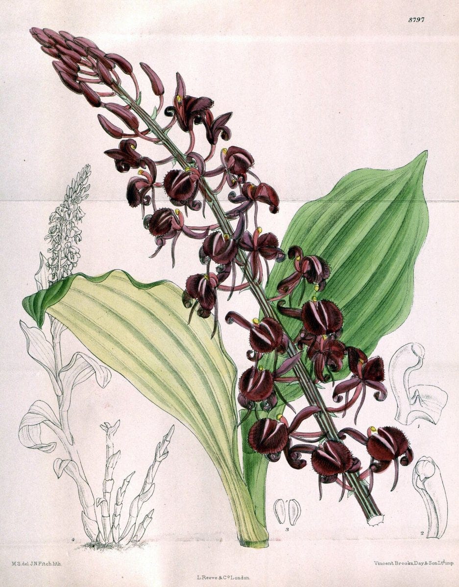 Curtis's botanical magazine. London ; New York [etc.] :Academic Press [etc.]. | "Botanical illustration" Botany Periodicals "Pictorial works" "Plants, Ornamental"  | Vintage Print Reproduction 455782