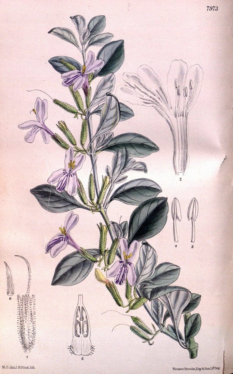 Curtis's botanical magazine. London ; New York [etc.] :Academic Press [etc.]. | "Botanical illustration" Botany Periodicals "Pictorial works" "Plants, Ornamental"  | Vintage Print Reproduction 455783