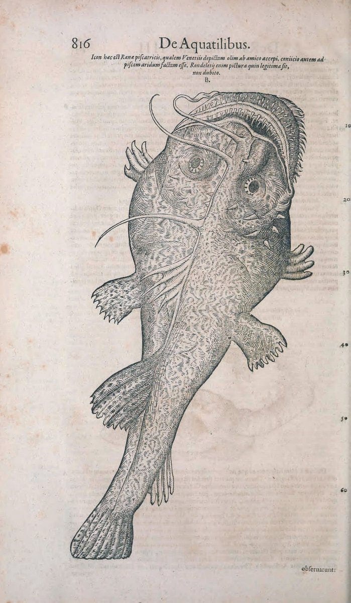 Conradi Gesneri medici Tigurini Historiae animalium liber IV :.Francofurti :In Bibliopol | "Early works to 1800" Fishes Mollusks "Pre-Linnean works" Zoology | Vintage Print Reproduction 455784